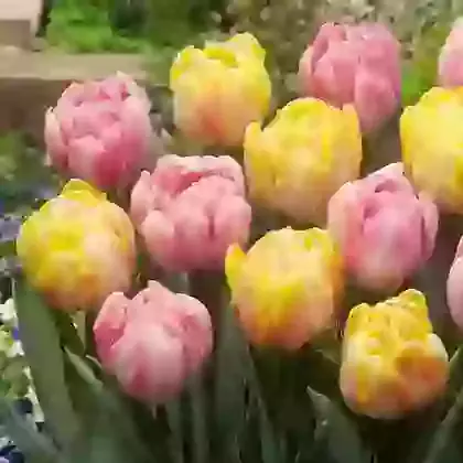Two Tone Mixture